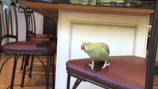 Indian Ringneck  Fabio talking [upl. by Reddin72]