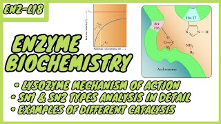 Lysozyme  Mechanism of Action  SN1 amp SN2 types  Enzyme Biochemistry  EnzL  in UrduHindi [upl. by Neenaj]
