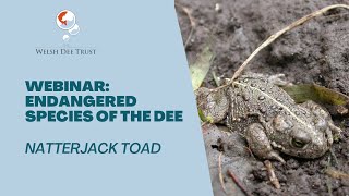 Webinar Endangered Species of the Dee Natterjack Toad [upl. by Schweitzer]