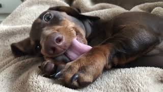 Hilarious Playful and Cute Dachshund Dog Video Try To Not Laugh Weiner Miniature puppies Teckel Dog [upl. by Samale123]