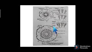 Secondary growth in stem Cycas plantGymnosperms [upl. by Shakespeare]