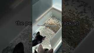 BEST Clay Cat Litter Alternative Natural  Safe [upl. by Gillman]