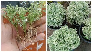 How To Propagate Aralia From Cuttings  Aralia plant Care  Johnson Engleng [upl. by Nylasej]