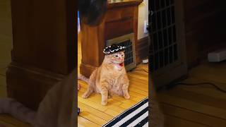 orange cat behavior😂 part 3 shorts cats funny [upl. by Juan]