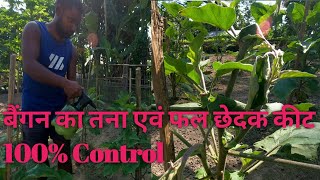 baigan ka tana chedak kaise control karehow to control stem borerबैंगन टहनी और फल छिद्रक कीट [upl. by Lertnahs374]