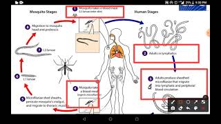 filaria life cycle  how to lymphatic filariasis spread [upl. by Mesics470]