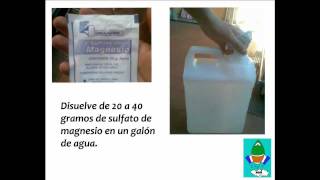 Planta de marihuana con puntas y manchas amarillas en sus hojas ¡aquí está la solución [upl. by Herson]