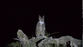 Bubo Virginianus ñacurutu Ñacurutu  Gran buho cornudo filmado en argentina [upl. by Aniad851]