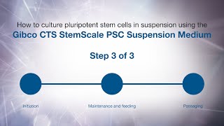 How to culture PSCs in suspension using Gibco CTS StemScale PSC Suspension Medium Passaging [upl. by Redyr]