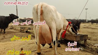 top frezien cross cow for sale Okara Animal TV 611202403004576252لوکیشن گیمبر منڈی پنجاب [upl. by Dnob]