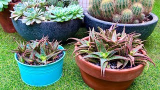 Replanting Overgrown Christmas Aloe [upl. by Garin]