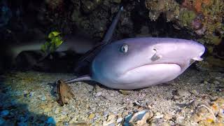 Whitetip reef shark [upl. by Eenahc143]