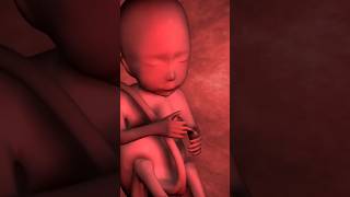 How the baby grows in the womb [upl. by Znieh]