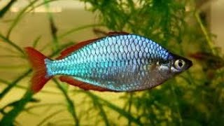 PRAECOX RAINBOW FISH [upl. by Salaidh122]