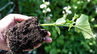 Planting Cucumbers In Clay Soil And Choosing Varieties For Disease ResistanceGrowing vertically [upl. by Arriec]