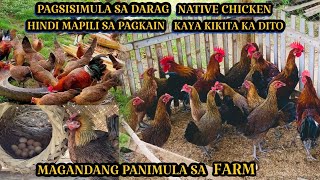 DARAG NATIVE CHICKEN MAGANDANG PANIMULA SA FARM  KAHIT WALA KA PANGBILI NG FEEDS PWEDING KUMITA [upl. by Namref941]