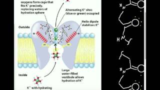 Ion Channel Selectivity K Channel [upl. by Drucill]