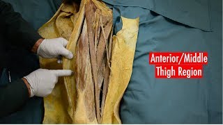 Anterior and Medial Thigh Anatomy [upl. by Sixel]