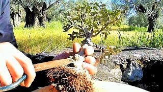 1st Repotting Shohin Wild Olive Bonsai Tree Yamadori Olea sylvestris [upl. by Spaulding]