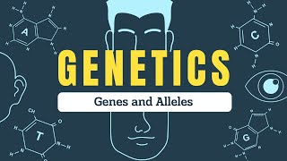 Genes vs Alleles Explained  Understanding Inheritance Genotypes and Phenotypes  Biospeaks [upl. by Akehsat291]