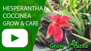 Hesperantha coccinea  grow amp care River lily [upl. by Adnulahs171]