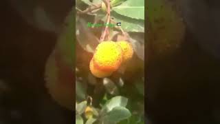 Arbutus unedo😋♥️ shortsviral fruits [upl. by Nnayar]