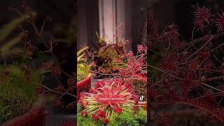 Drosera macrantha perennial tuberous species carnivorous plant drosera [upl. by Swart]