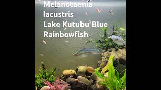 Melanotaenia lacustrisLake Kutubu Blue Rainbowfish [upl. by Namdor519]