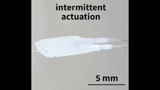 Intermittent actuation to modulate the foreign body response using our mechanotherapeutic implant [upl. by Qahsi]