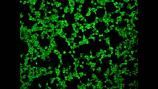 Real time confocal imaging of LHmediated calcium response [upl. by Malia]