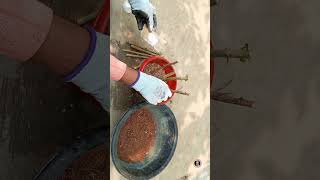 How to grow hibiscus cuttings  how to use rooting hormone powder [upl. by Adnol560]