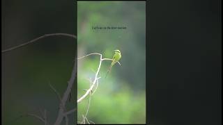 Bee Eater  beeeater [upl. by Lord734]