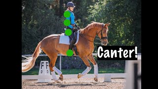 Canter What to do with your seat legs shoulders elbows and more [upl. by Celene]