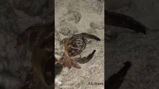 Potamon fluviatile crab live shorts shell [upl. by Thornton183]