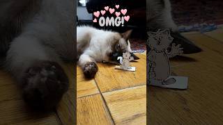 Cat vs Paper Cat Doll The Ultimate Love Story shortscatsvideos catshortsfunny [upl. by Allisurd]