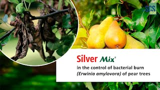 Silver Mix in the control of bacterial burn Erwinia amylovora of pear trees [upl. by Chiaki]