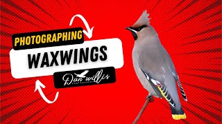 WAXWING [upl. by Sadirah]