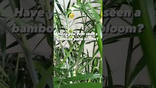 bamboo palm plant blooming 🌿bamboo shortsfeed youtube palm gardening blooming shorts viral [upl. by Ateekan]