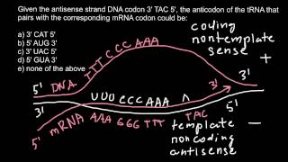 What is the sense and antisense strands of DNA codon and anticodon [upl. by Anehsak]