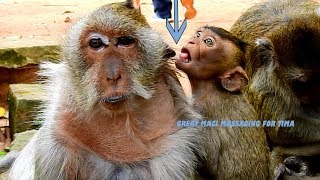 Unbelievable Fantastic Baby Monkey Maci Massaging For Old Tima Very Good Baby [upl. by Salema]