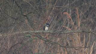 Belted Kingfisher Slamming Fish Against Limb [upl. by Adehsar]