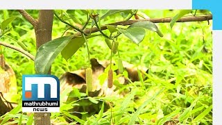 Cempedak Trees Bear Fruit In Rajeev Mathews Farm Mathrubhumi News [upl. by Aihtenyc311]