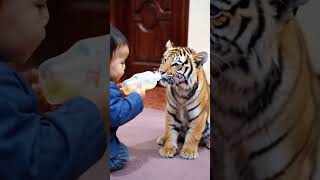 Baby feeds tiger milk [upl. by Atnoed]