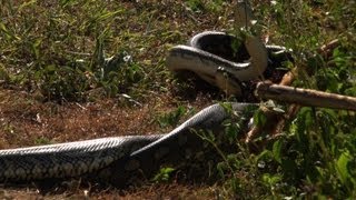 Male Pythons Fighting over a Female Australia [upl. by Tiloine670]