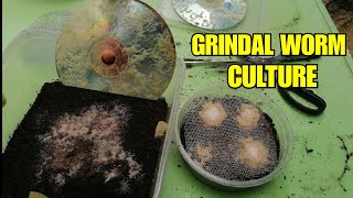 How to Culture Grindal Worms What food to give them [upl. by Aytnahs157]