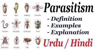 What is Parasitism Definition and Examples Urdu  Hindi [upl. by Elfstan]