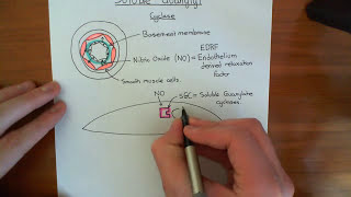 Soluble Guanylate Cyclase Part 1 [upl. by Rahm303]