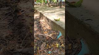 Unclogging and Clearing Drain Pipes DIY Solutions [upl. by Nnylyoj144]