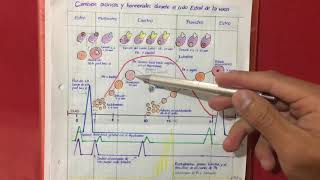 Dinámica folicular y cambios ováricos y hormonales durante el ciclo estral de la vaca [upl. by Olnek]