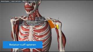 Rotatorcuff spieren [upl. by Haughay]